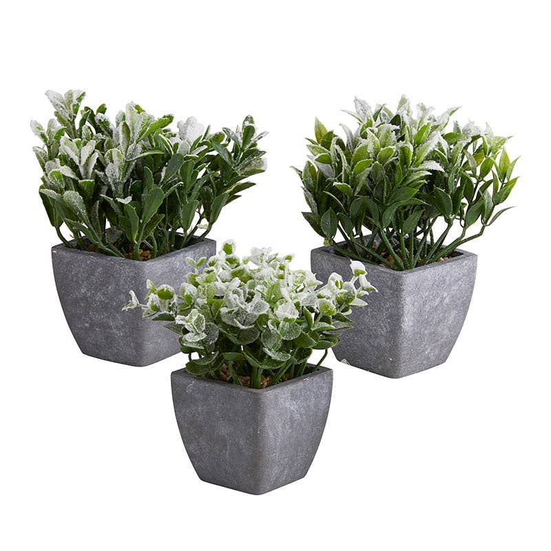 Mini Plants in Porcelain Pot - Set of 3